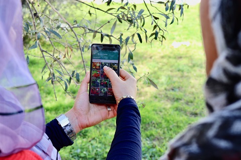 "بلانتيكس"، تطبيقة رقميّة للهواتف الذكيّة في خدمة القطاع الفلاحي بتونس